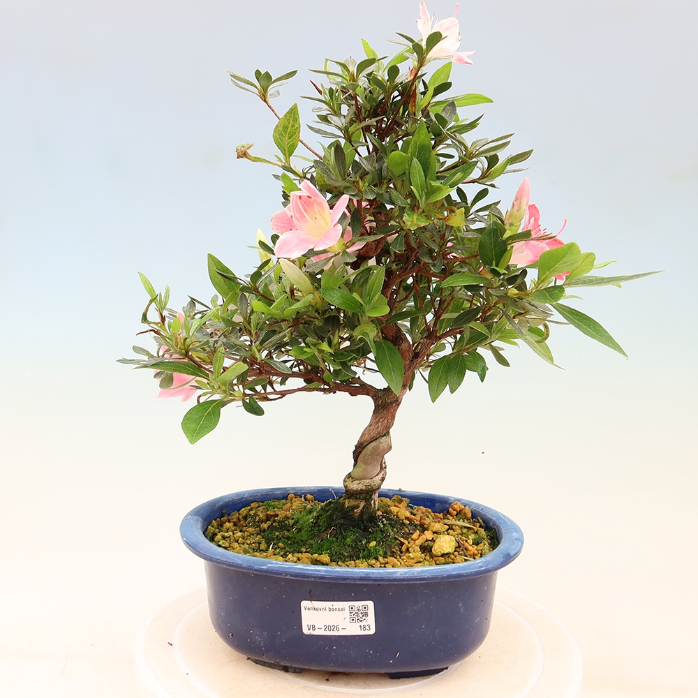 Bonsai voor buiten - Japanse Azalea - Azalea Senhime