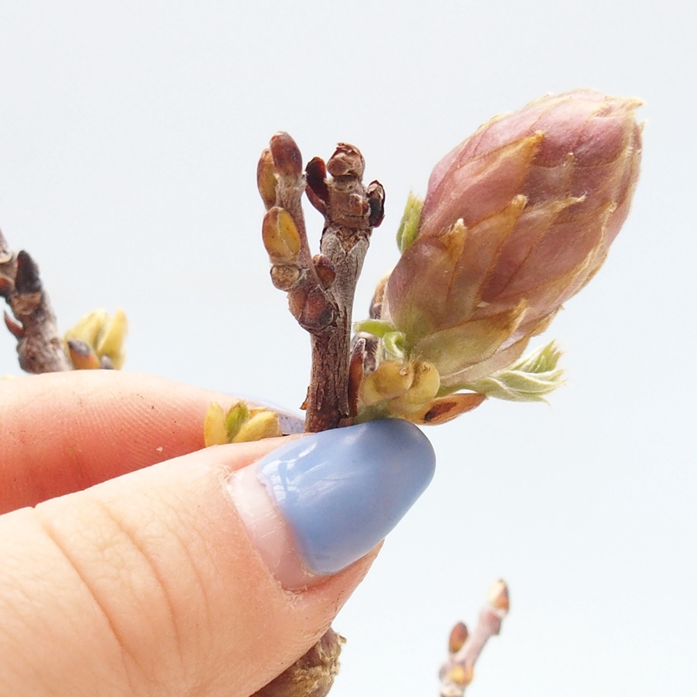 Bonsai voor buiten - Wisteria floribunda