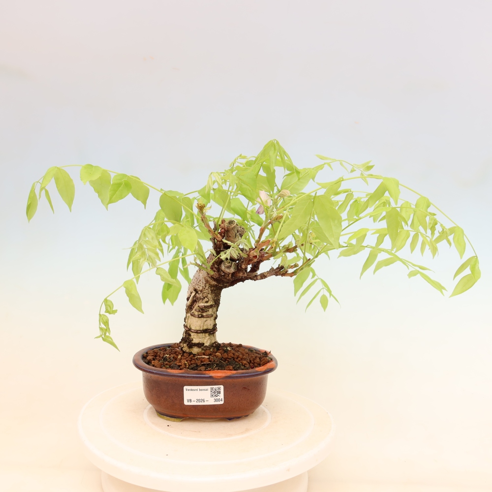Bonsai voor buiten - Wisteria floribunda
