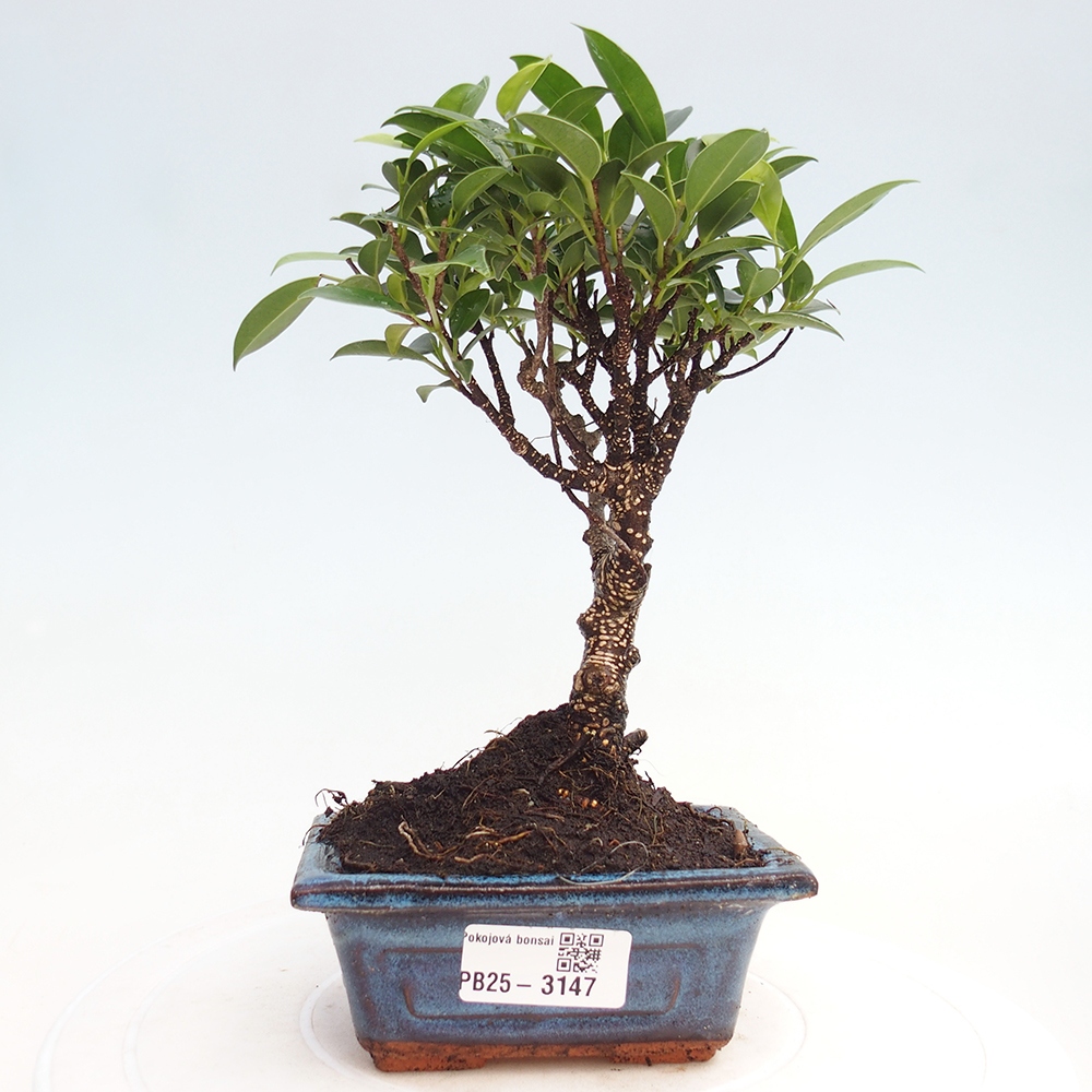Kamer bonsai Ficus retusa kimmen