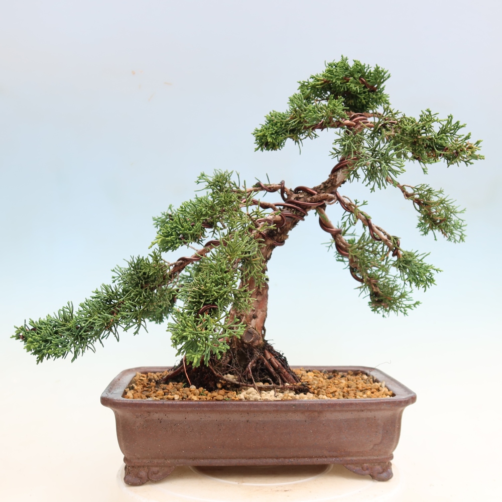 Bonsai voor buiten - Juniperus chinensis Kishu