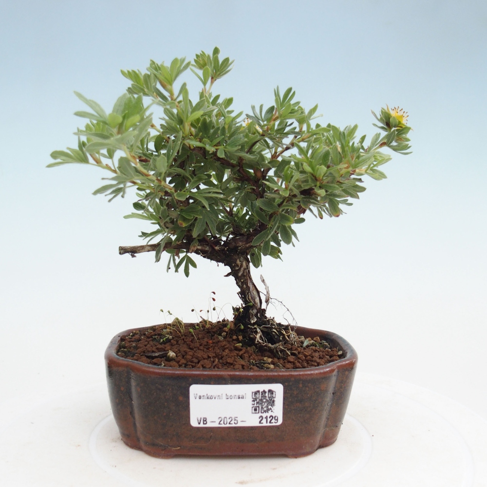 Bonsai voor buiten - Potentila fruticosa gele vogel