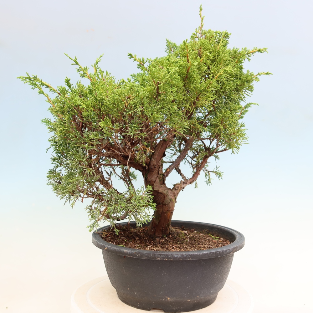 Bonsai voor buiten - Juniperus chinensis Itoigawa-Juniperus chinensis
