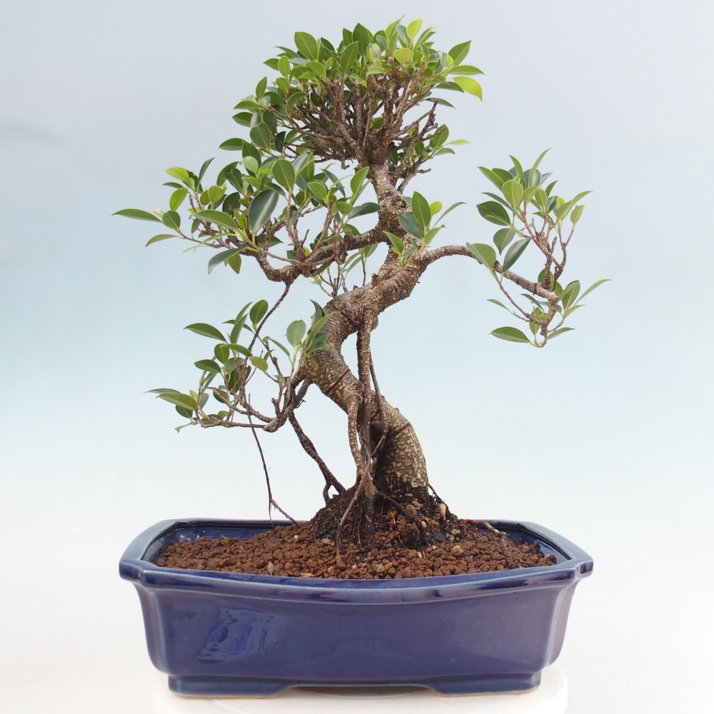 Kamerbonsai - Ficus kimmen - kleinbladige ficus