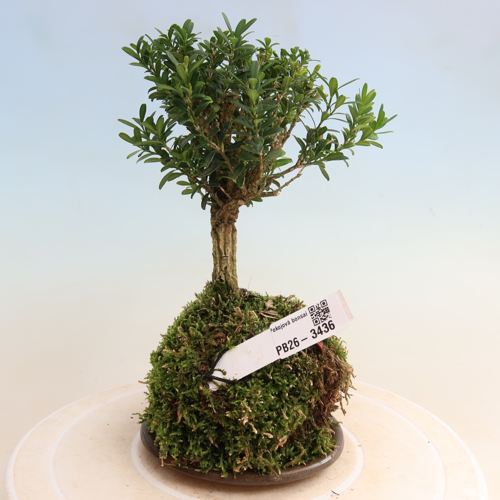 Kokedama met schaal - Buxus harlandii - kurkbuksus  