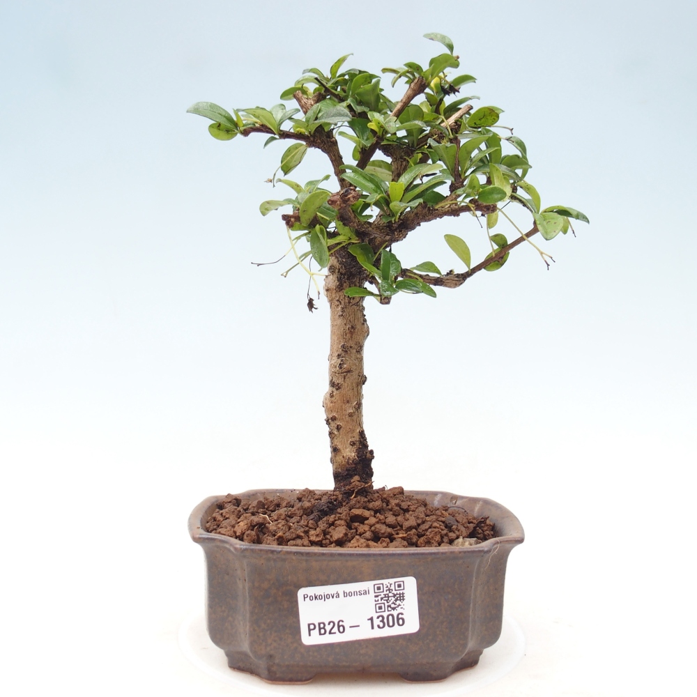 Kamerbonsai - Carmona macrophylla - Thee fuki