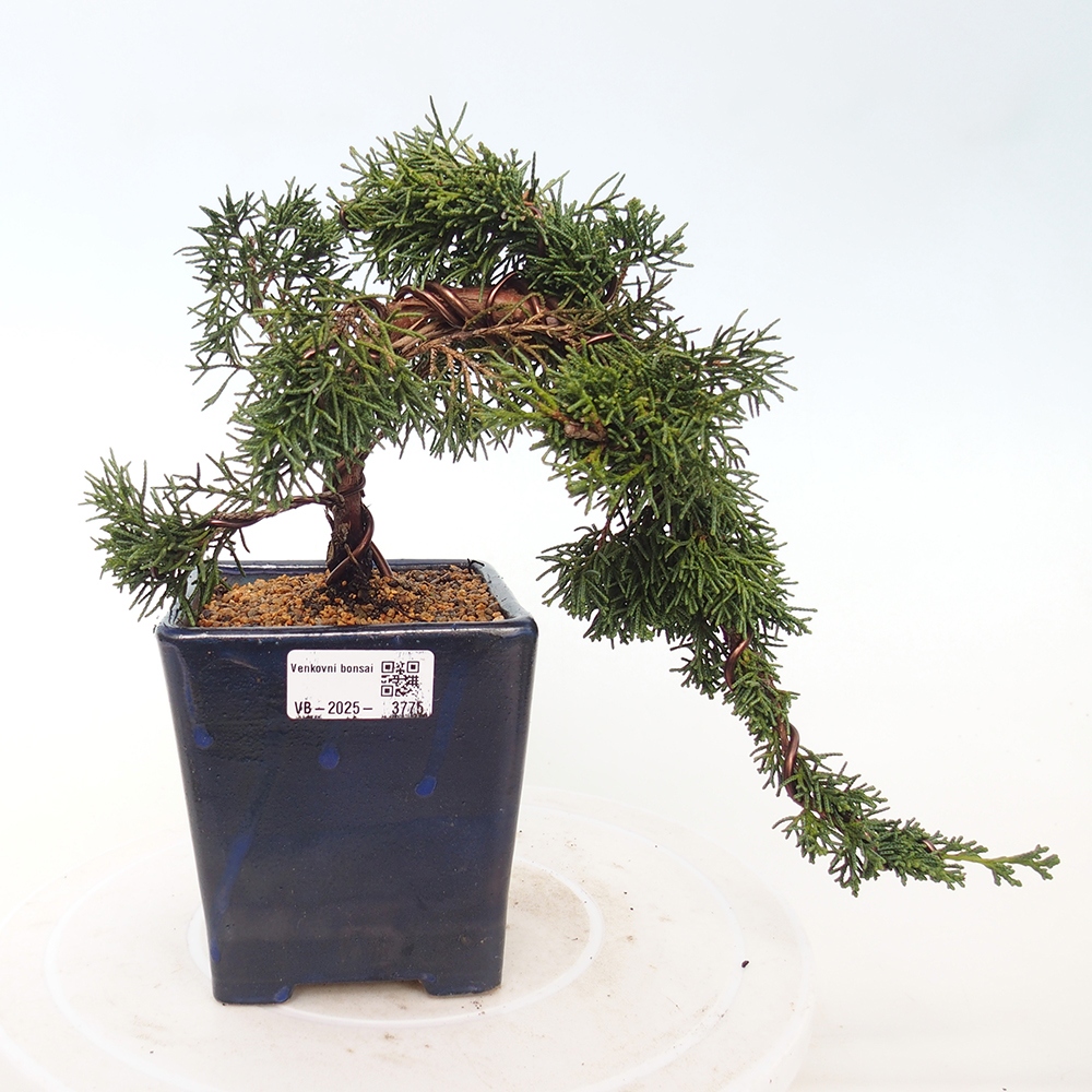 Bonsai voor buiten - Juniperus chinensis Kishu