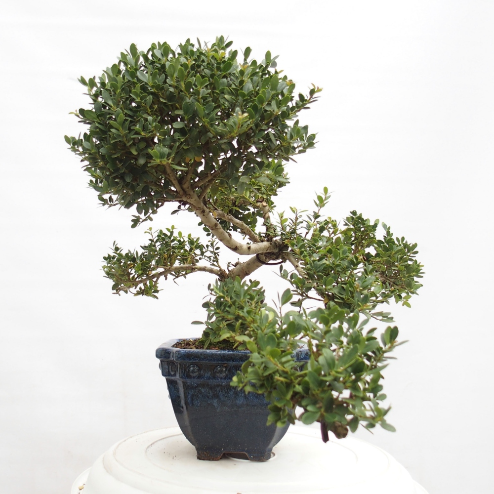 Kamerbonsai - Ilex crenata - Hulst