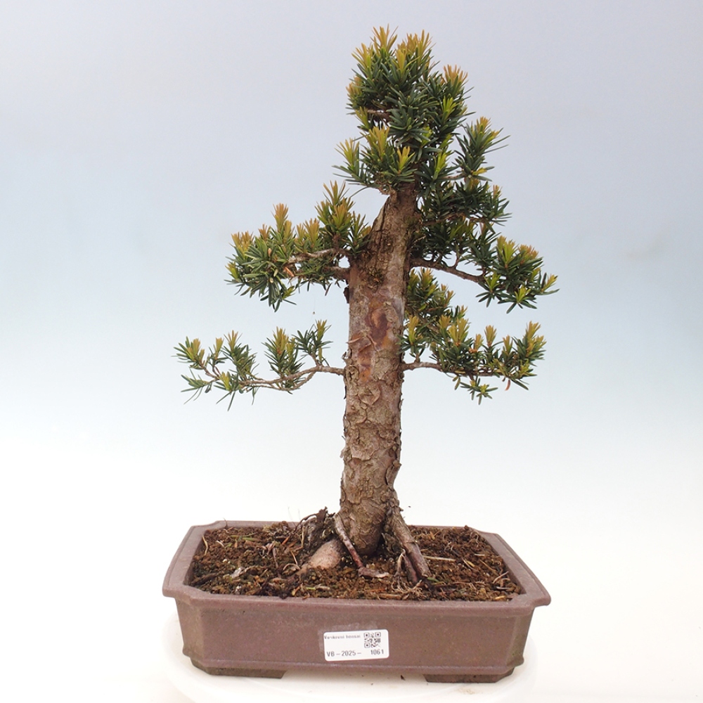 Bonsai voor buiten - Taxus cuspidata - Japanse Taxus