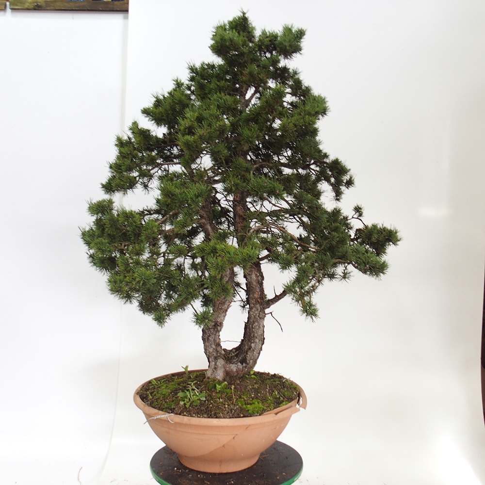 Yamadori - Pinus sylvestris Spanje