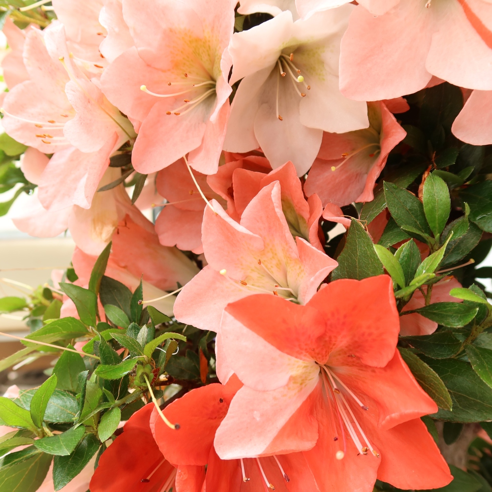 Bonsai voor buiten - Japanse Azalea - Azalea Sansai