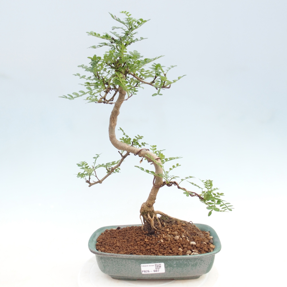 Kamerbonsai - Zantoxylum piperitum - peperboom
