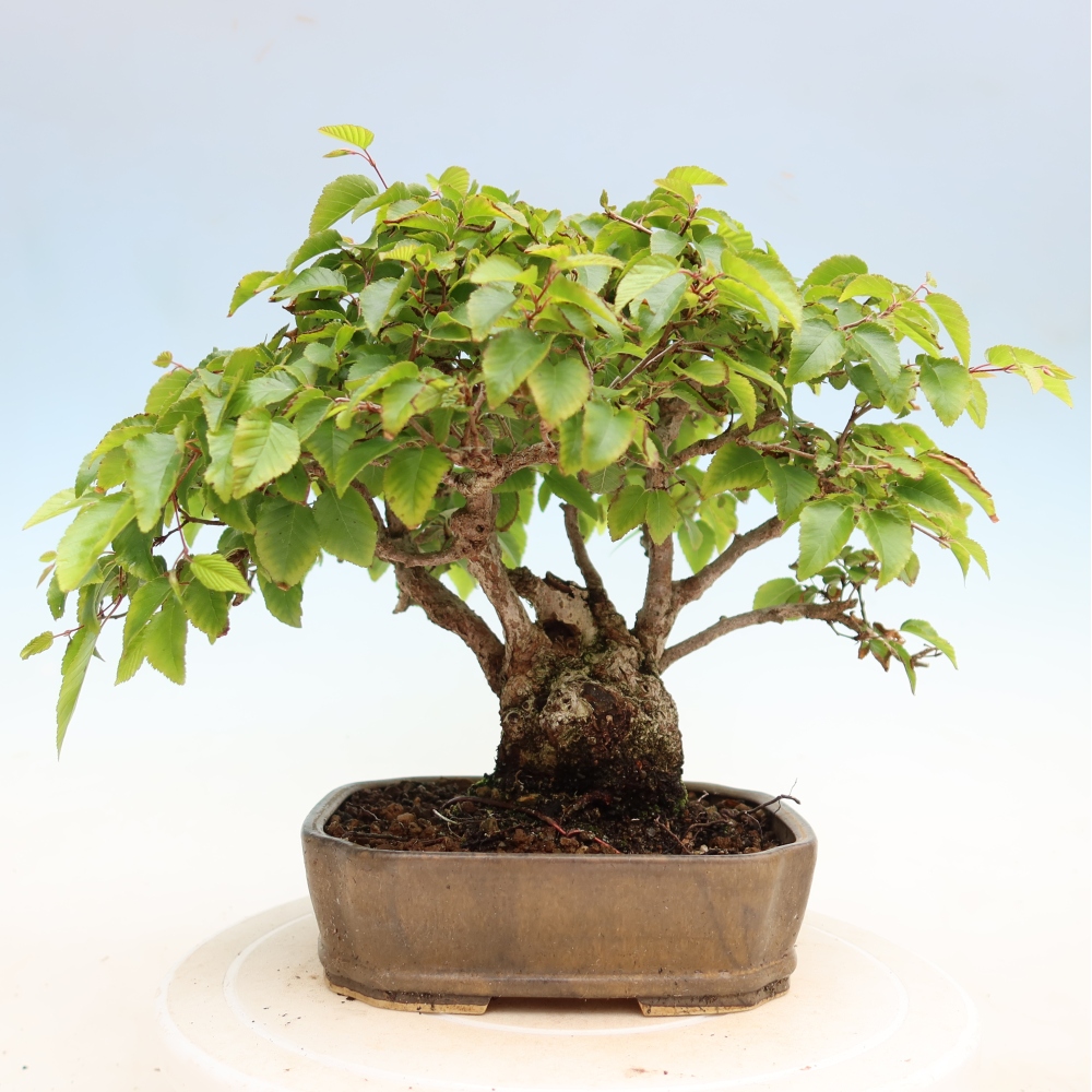Bonsai voor buiten -Carpinus Coreana - Koreaanse haagbeuk