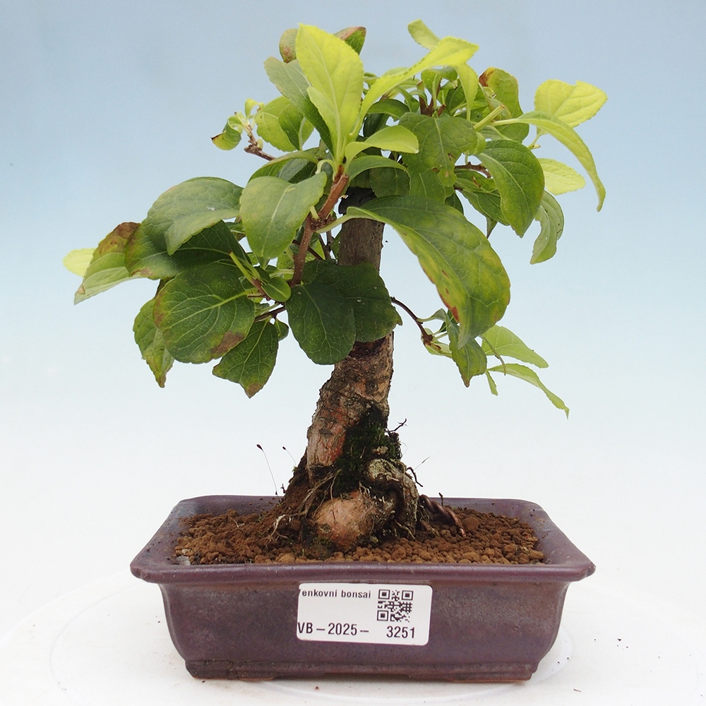 Bonsai voor buiten - Celastrus orbiculatus