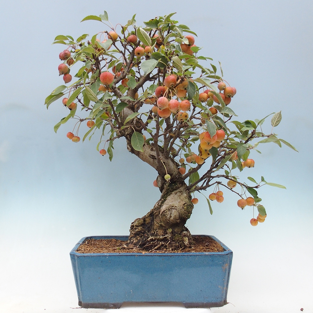 Bonsai voor buiten -Malus halliana - Appelboom met kleine vruchten