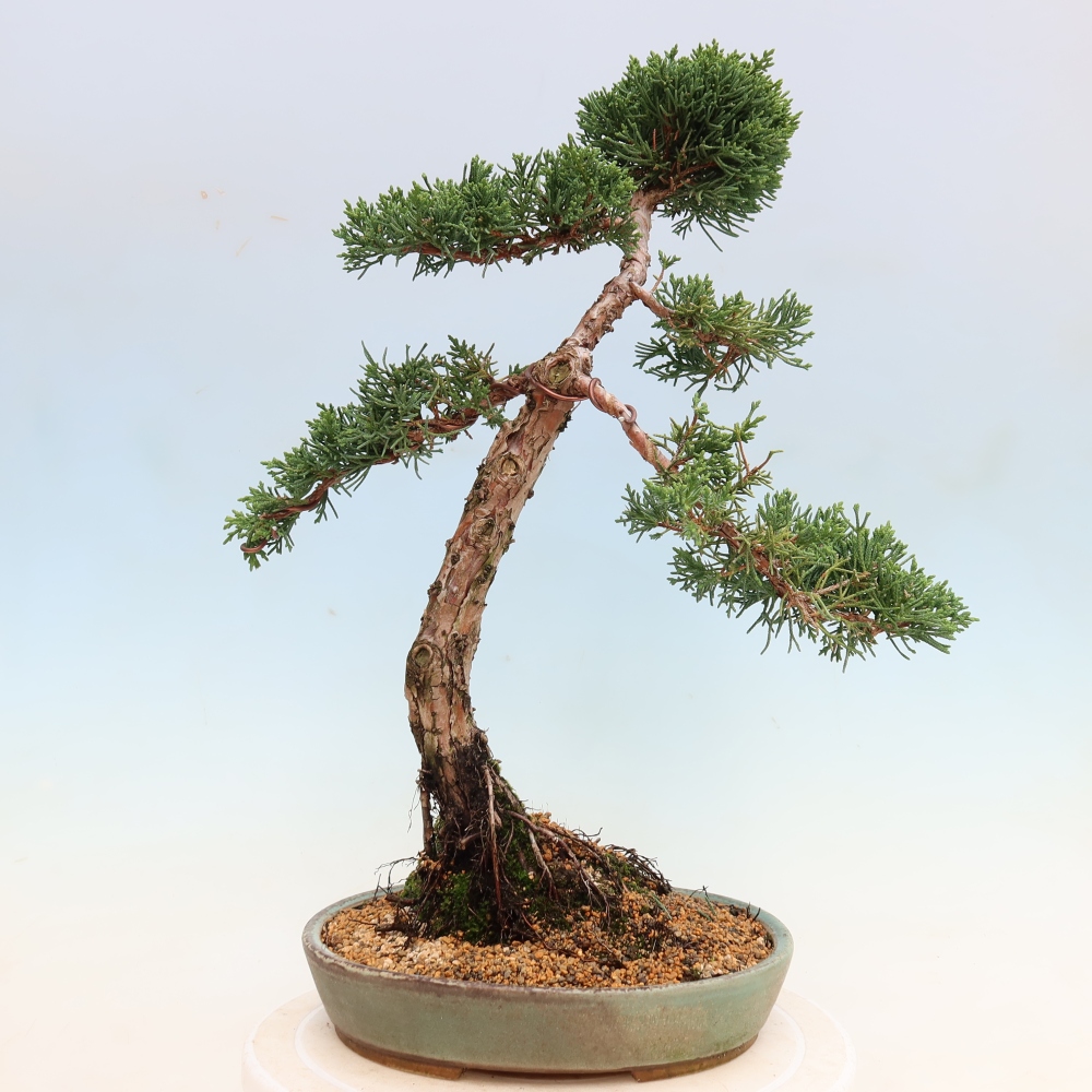 Bonsai voor buiten - Juniperus chinensis Kishu