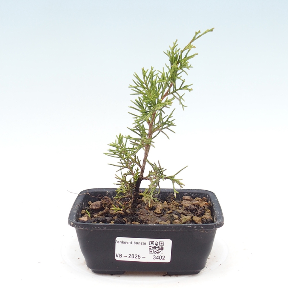 Bonsai voor buiten - Juniperus chinensis Itoigawa