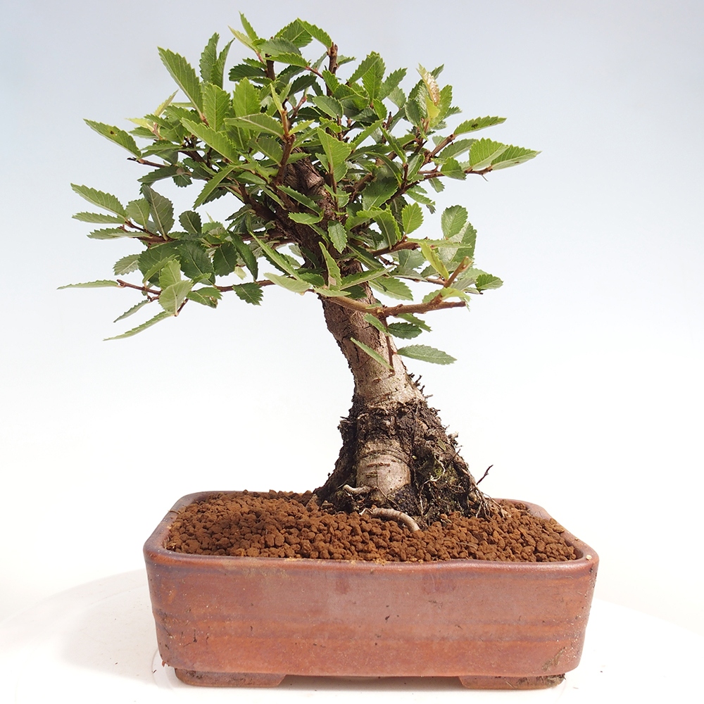 Bonsai voor buiten - Zelkova - Zelkova NIRE
