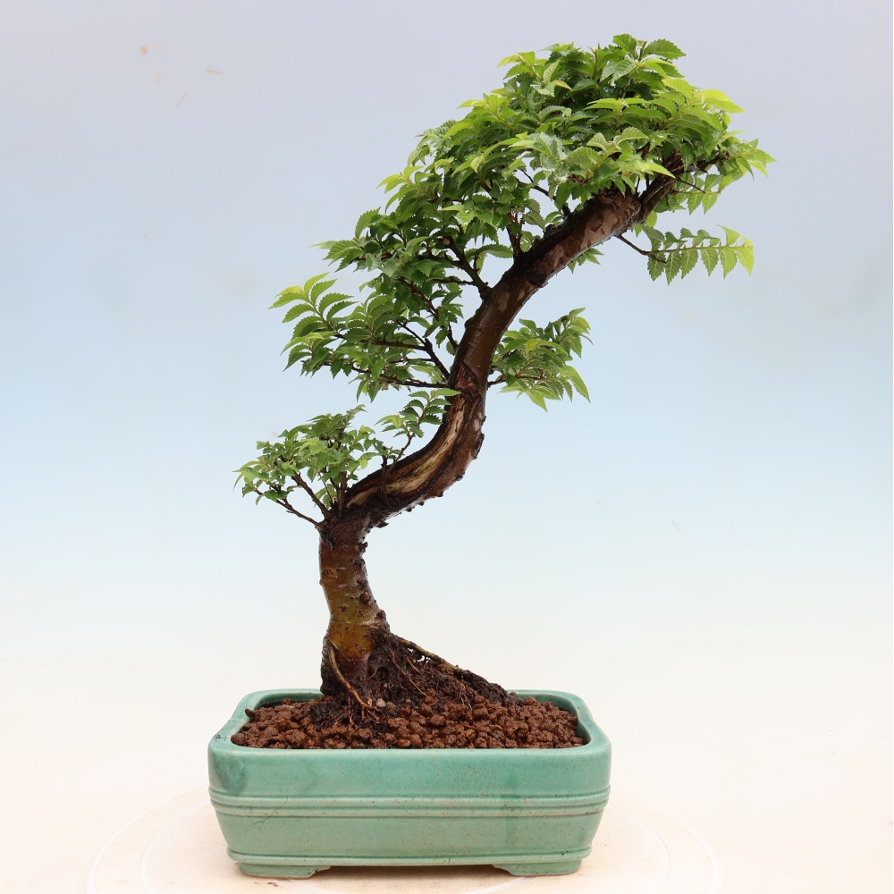 Buitenbonsai - Ulmus Jacqueline Hillier - Prachtige iep