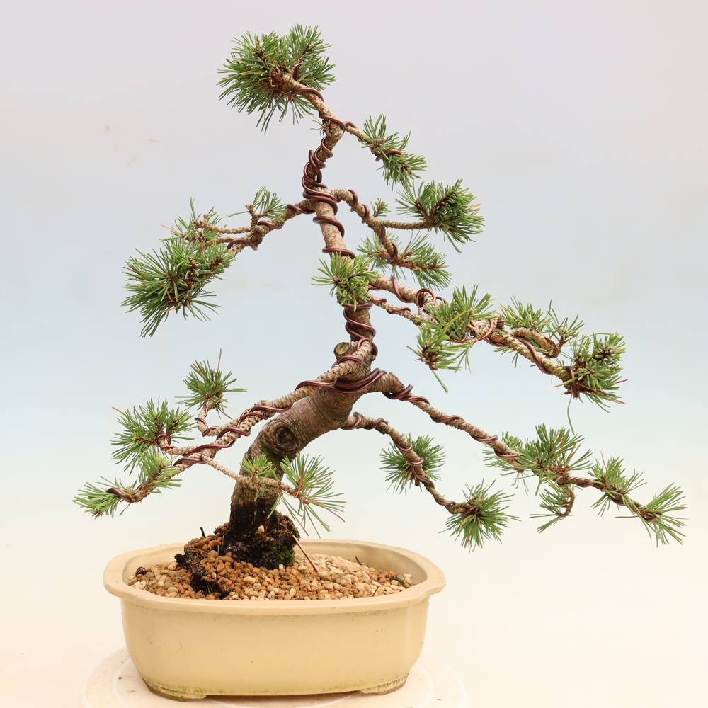 Bonsai voor buiten - Pinus mugo Humpy  - Bergden