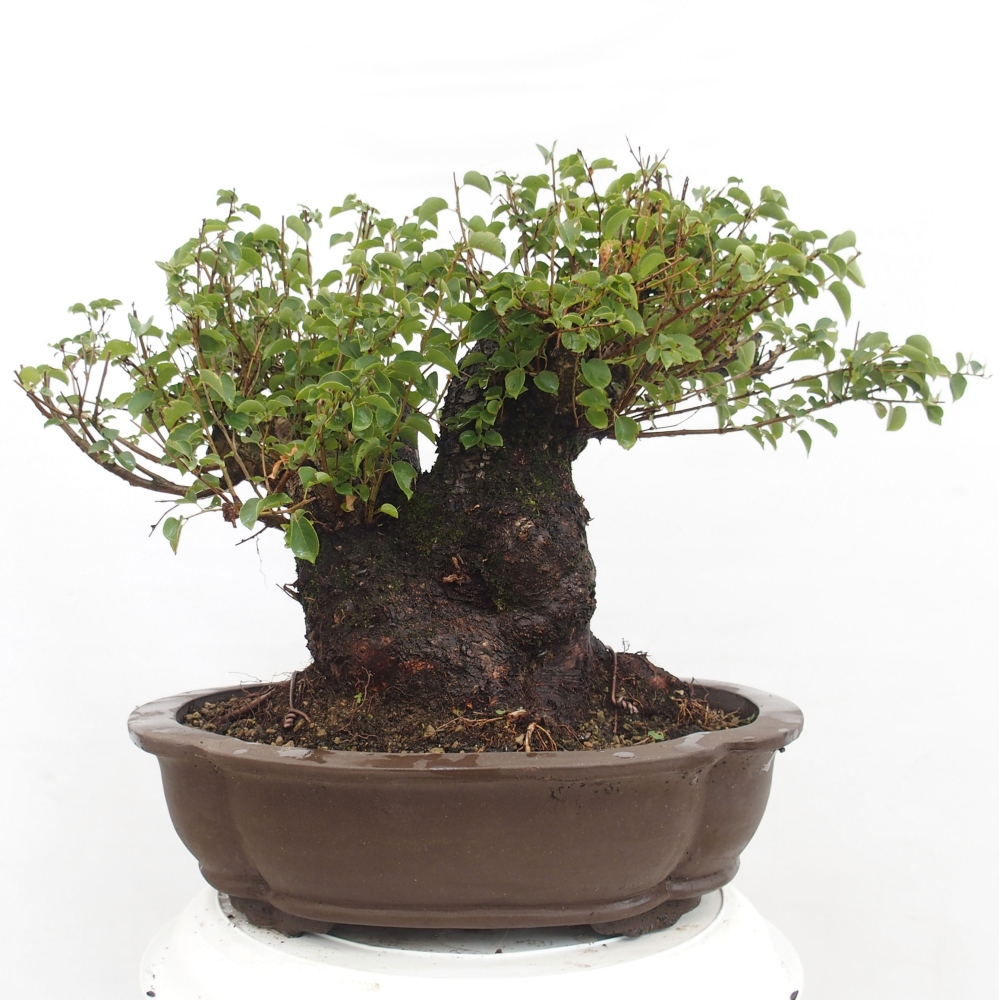 Bonsai voor buiten - Mahalebka - Prunus mahaleb