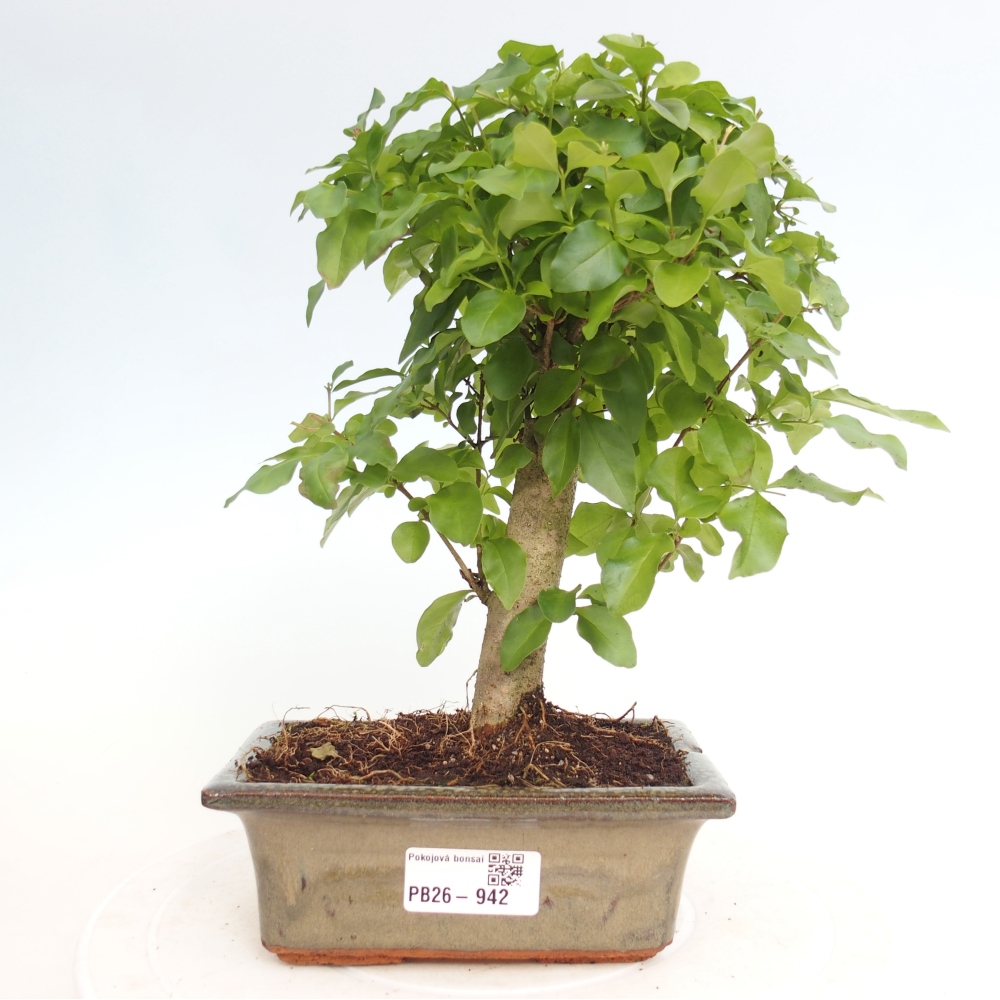 Kamerbonsai -Ligustrum chinensis - Vogelsnavel