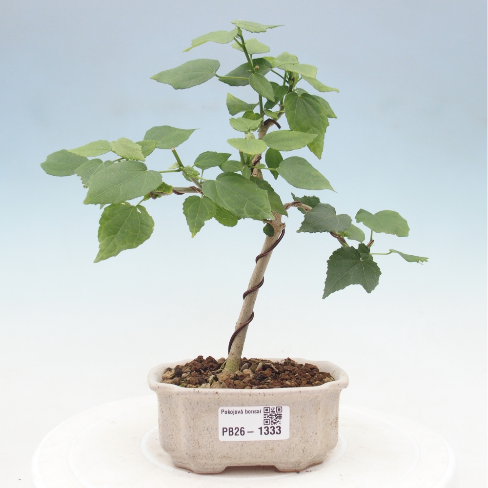 Bonsai voor binnen - Malvaviscus arboreus