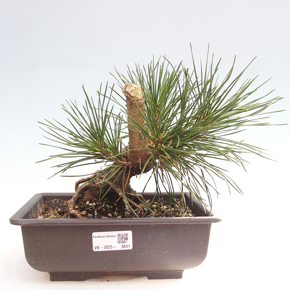 Bonsai voor buiten - Pinus thunbergii - Thunberg den
