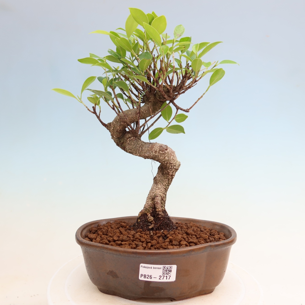 Kamerbonsai - Ficus kimmen - kleinbladige ficus