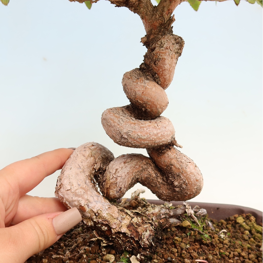 Bonsai voor buiten -Carpinus CARPINOIDES - Koreaanse haagbeuk