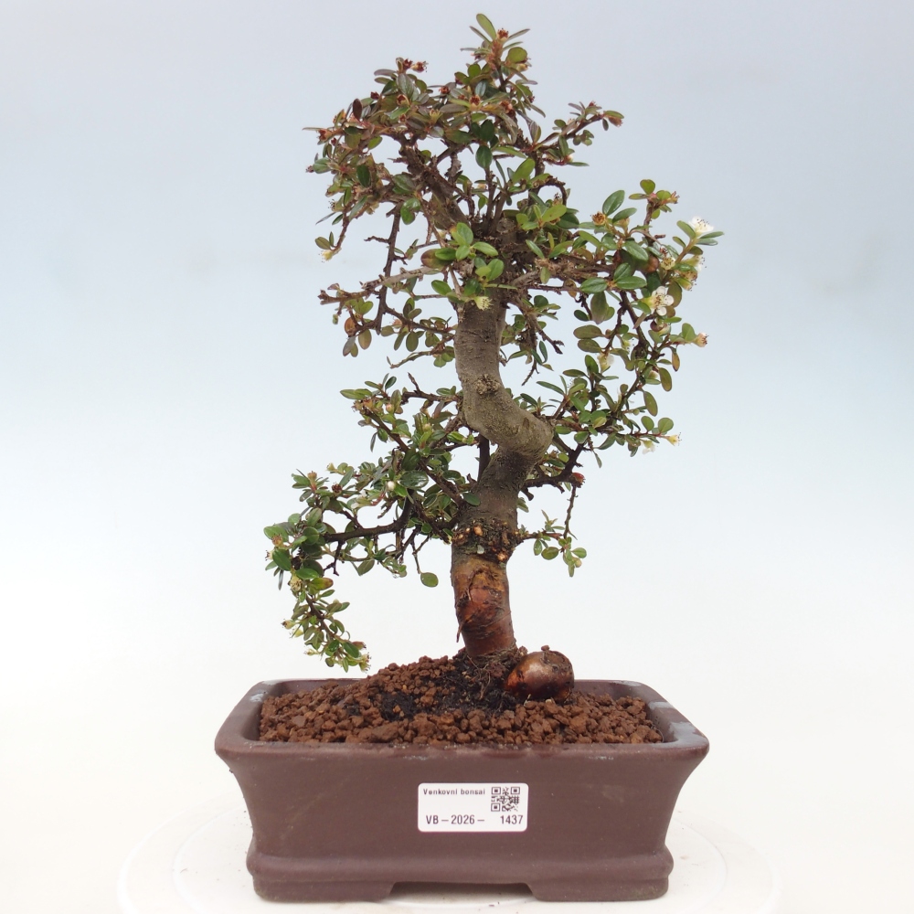 Buitenbonsai-Cotoneaster dammeri - Damer's Rock