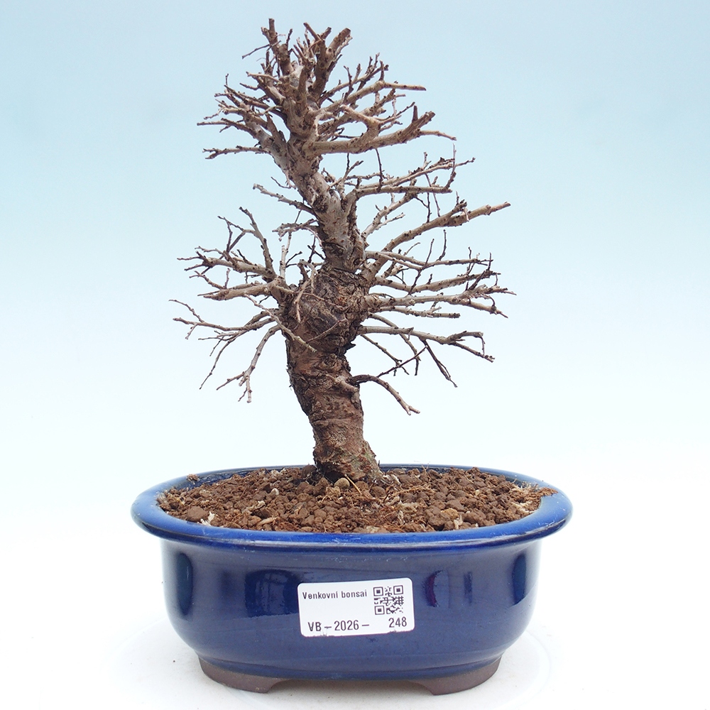 Bonsai voor buiten - Zelkova - Zelkova NIRE