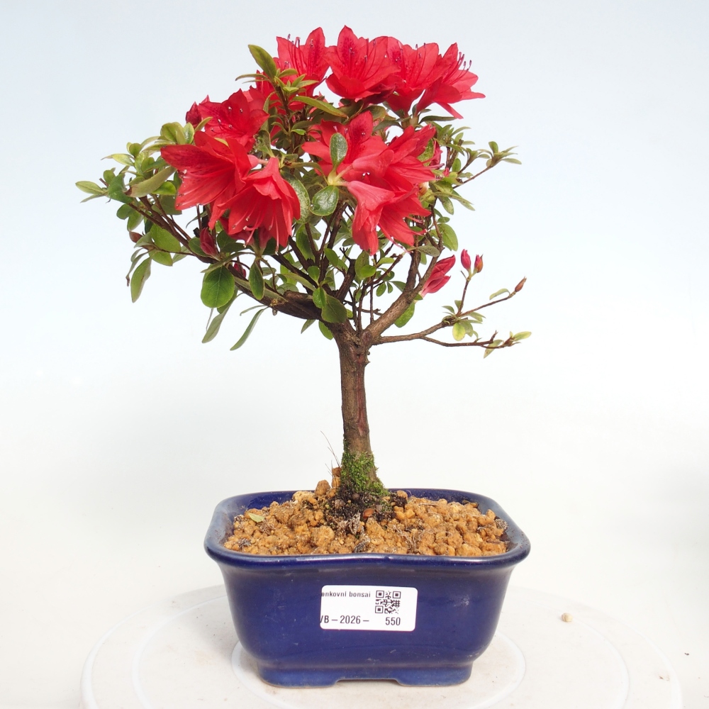 Bonsai voor buiten - Japanse azalea - Azalea sp.