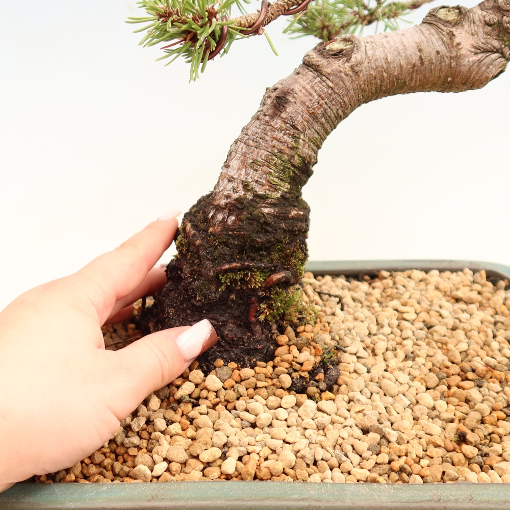 Bonsai voor buiten - Pinus mugo Humpy  - Bergden