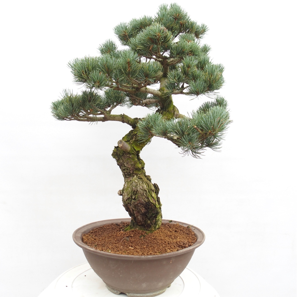 Bonsai voor buiten - Pinus parviflora - Pinus parviflora