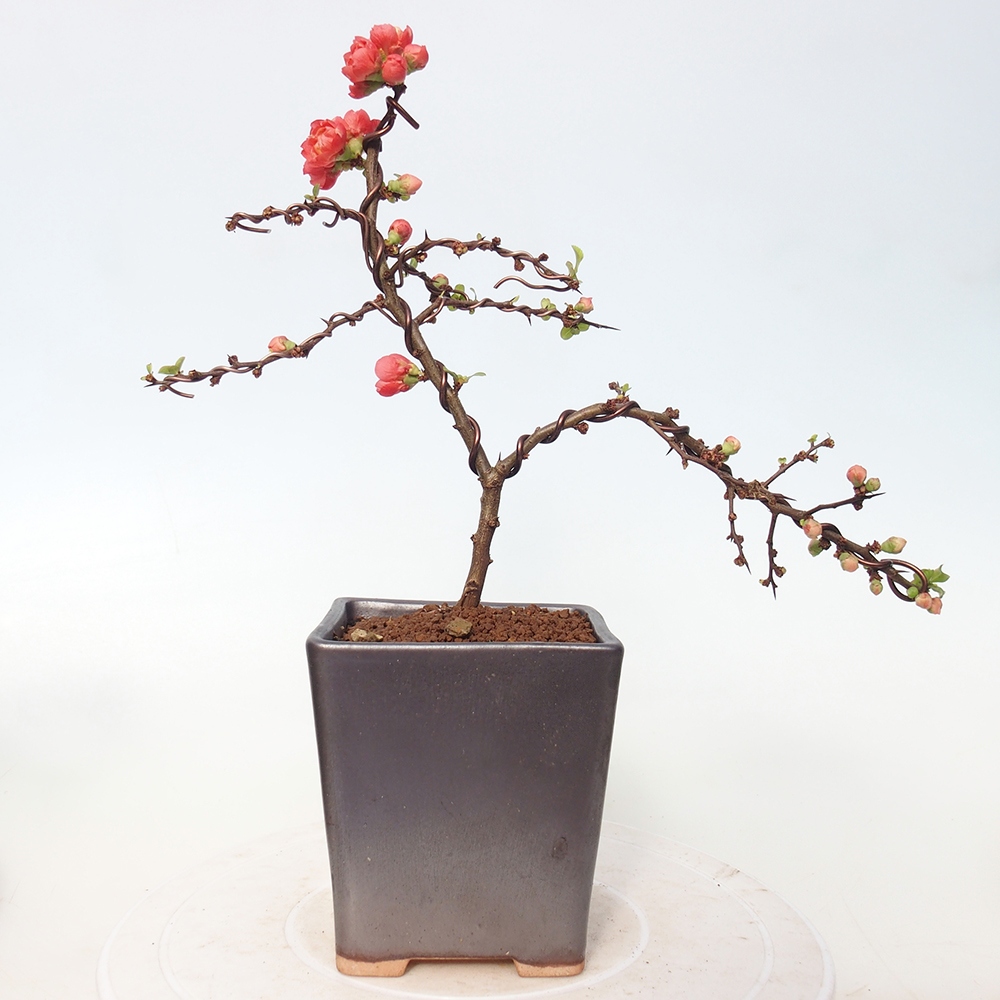 Bonsai voor buiten - Chaneomeles s. Red Joy - Kweepeer