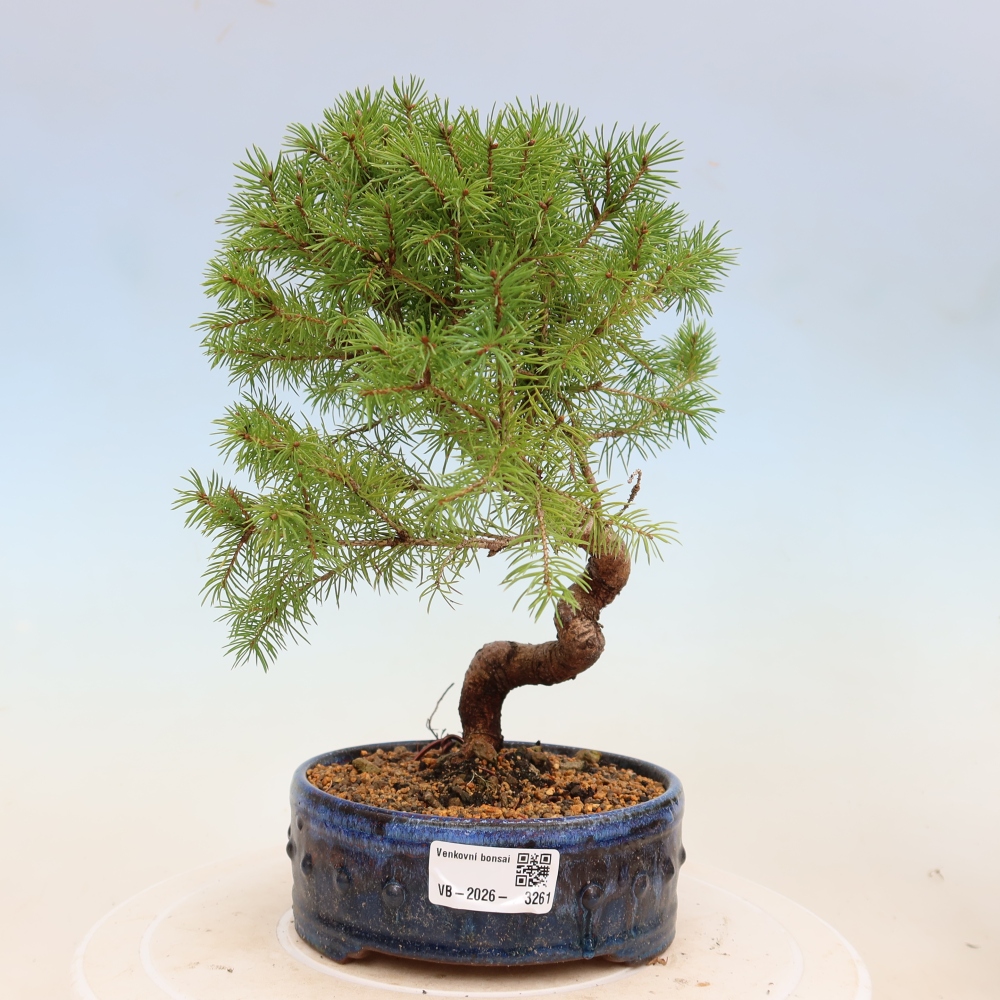 Bonsai voor buiten - Gewone spar - Picea glauca bol