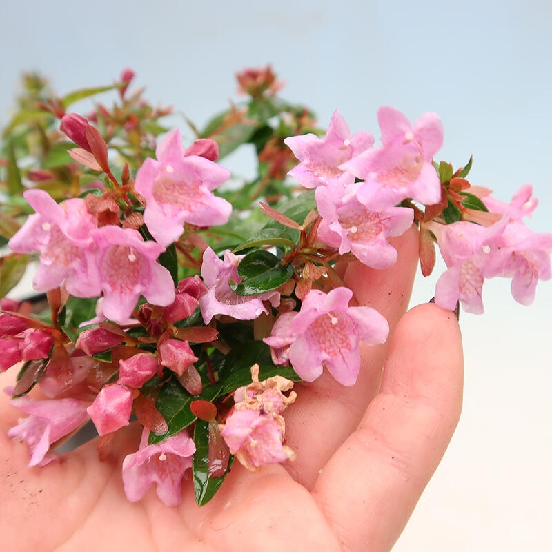 Bonsai voor buiten - Abelia Grandiflora - Abelia grandiflora