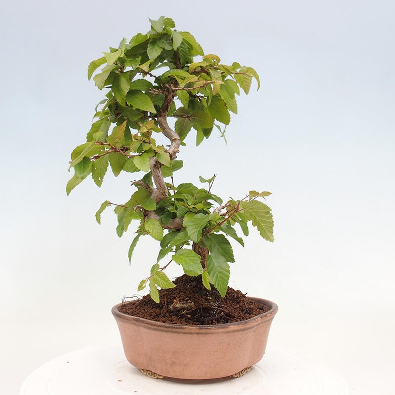 Bonsai voor buiten -Carpinus CARPINOIDES - Koreaanse haagbeuk
