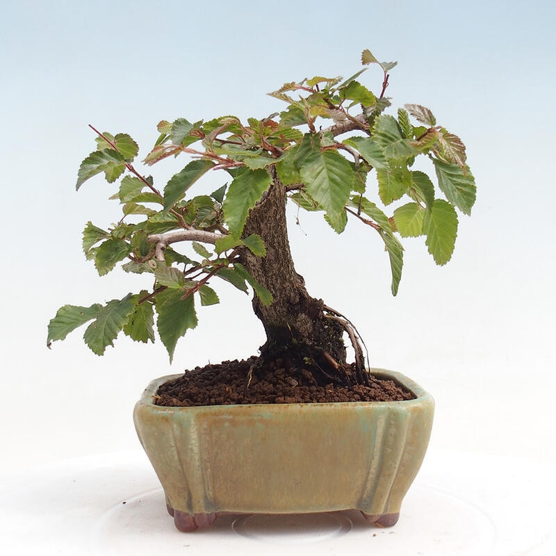 Bonsai voor buiten -Carpinus CARPINOIDES - Koreaanse haagbeuk