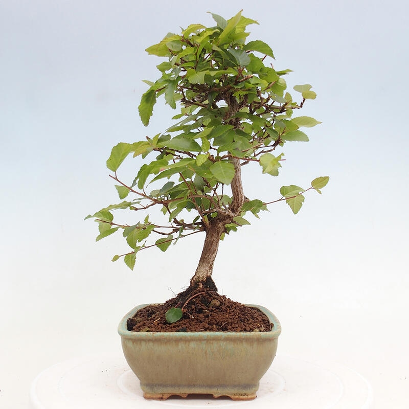 Bonsai voor buiten -Carpinus CARPINOIDES - Koreaanse haagbeuk
