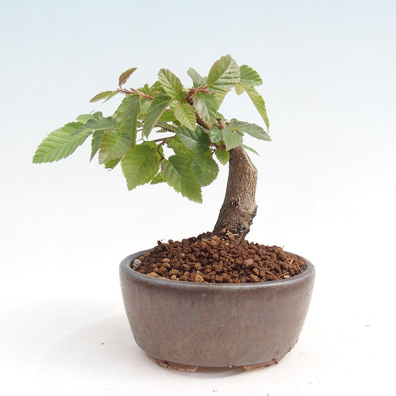 Bonsai voor buiten -Carpinus CARPINOIDES - Koreaanse haagbeuk