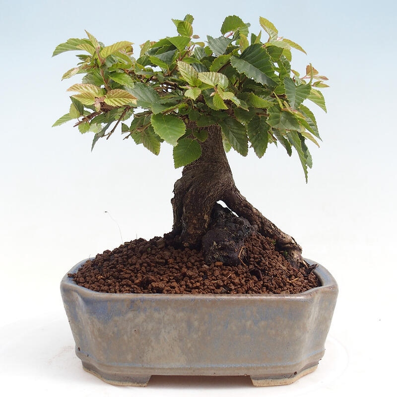Bonsai voor buiten -Carpinus CARPINOIDES - Koreaanse haagbeuk