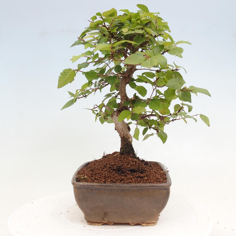 Bonsai voor buiten -Carpinus CARPINOIDES - Koreaanse haagbeuk