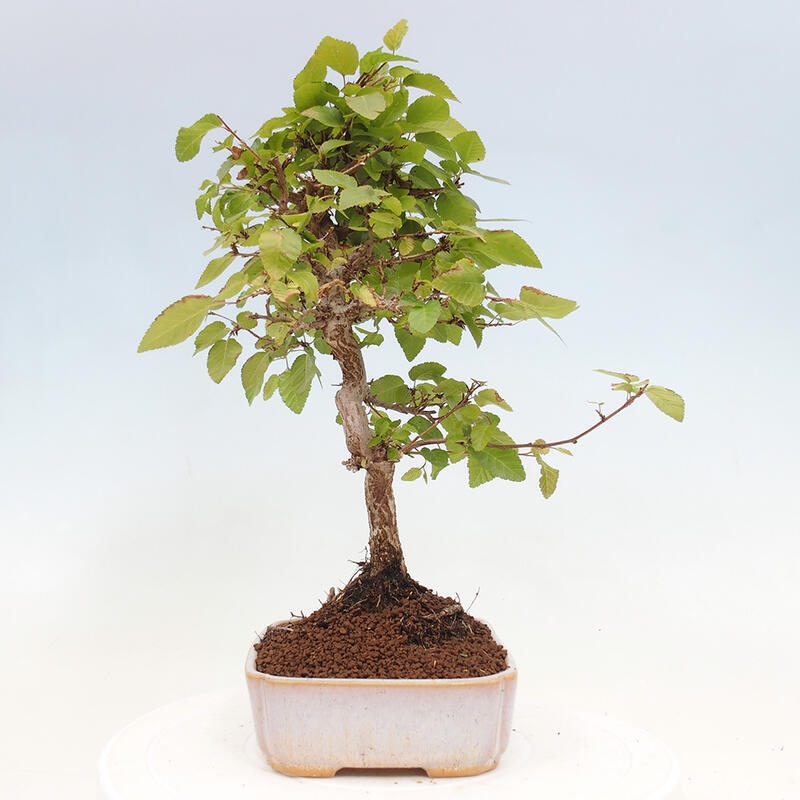 Bonsai voor buiten -Carpinus CARPINOIDES - Koreaanse haagbeuk
