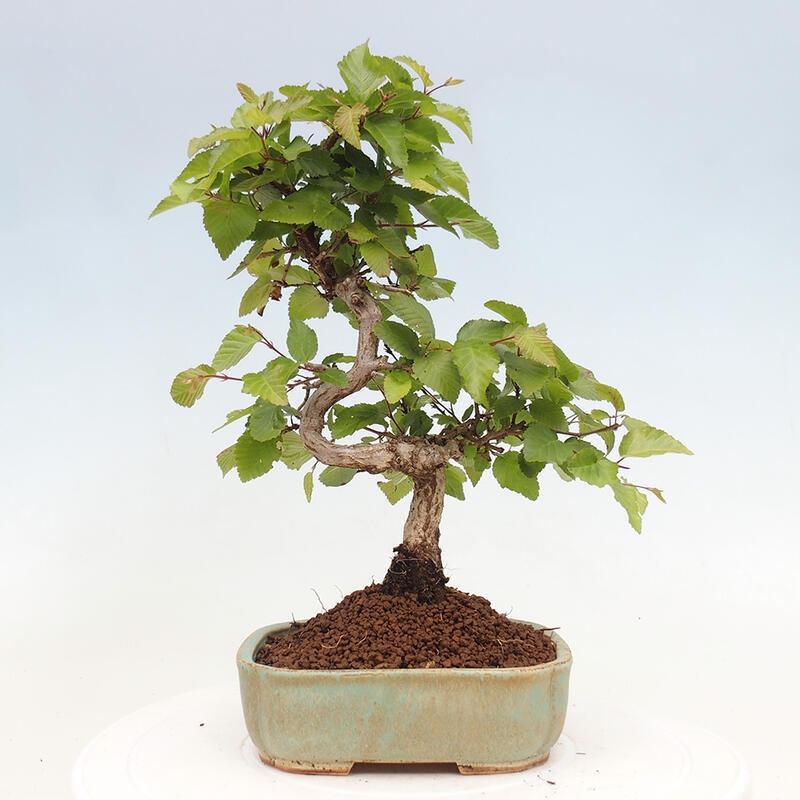 Bonsai voor buiten -Carpinus CARPINOIDES - Koreaanse haagbeuk