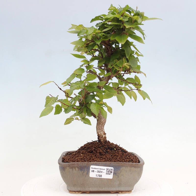 Bonsai voor buiten -Carpinus CARPINOIDES - Koreaanse haagbeuk