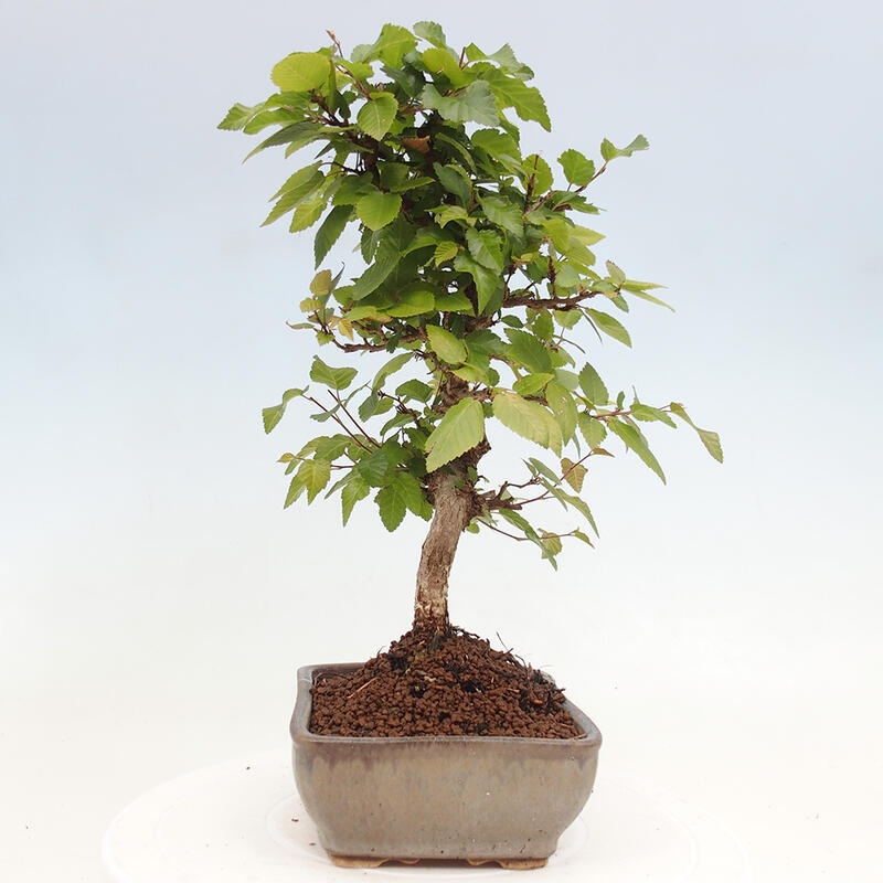 Bonsai voor buiten -Carpinus CARPINOIDES - Koreaanse haagbeuk