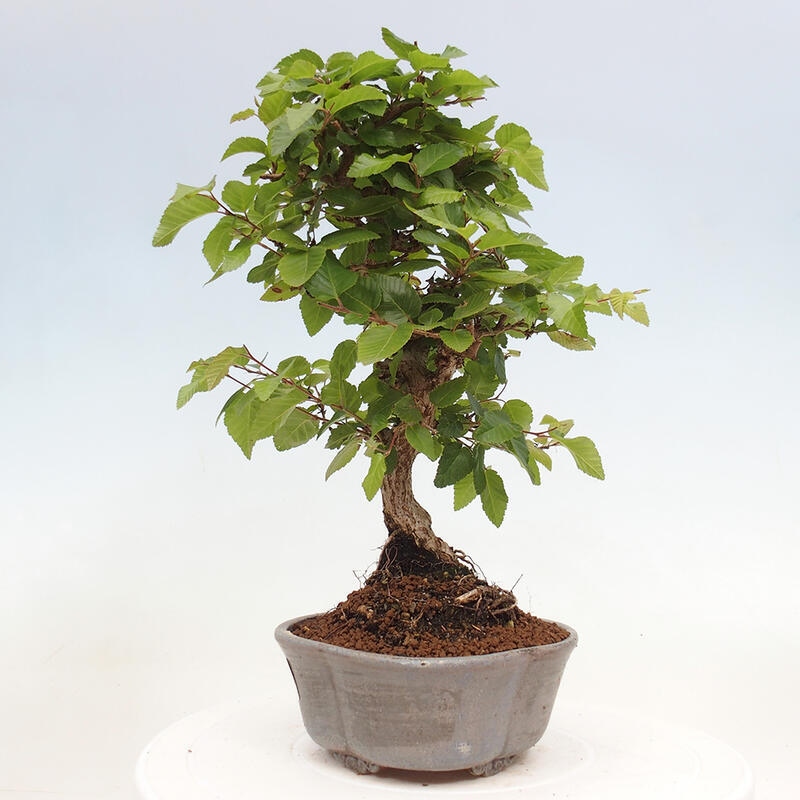 Bonsai voor buiten -Carpinus CARPINOIDES - Koreaanse haagbeuk
