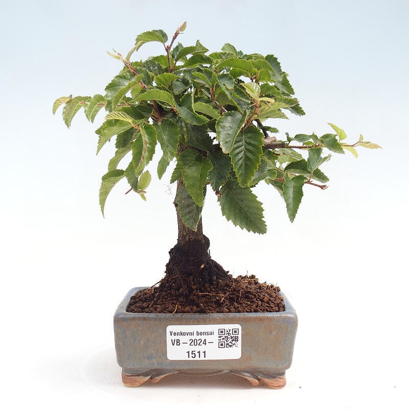 Bonsai voor buiten -Carpinus CARPINOIDES - Koreaanse haagbeuk